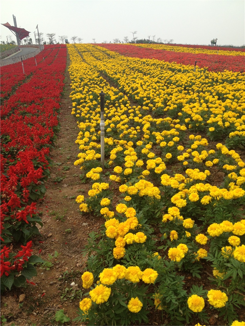 ↑2013-03-13 厂商:Apple� 型号:iPhone 4S� 光圈:F/2.4 曝光:1/863s ISO:50 焦距:4.28mm