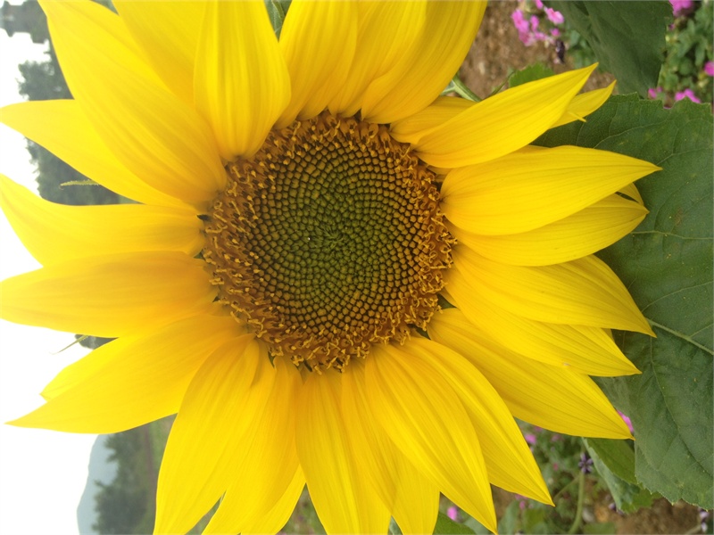 ↑2013-03-13 厂商:Apple� 型号:iPhone 4S� 光圈:F/2.4 曝光:1/378s ISO:50 焦距:4.28mm