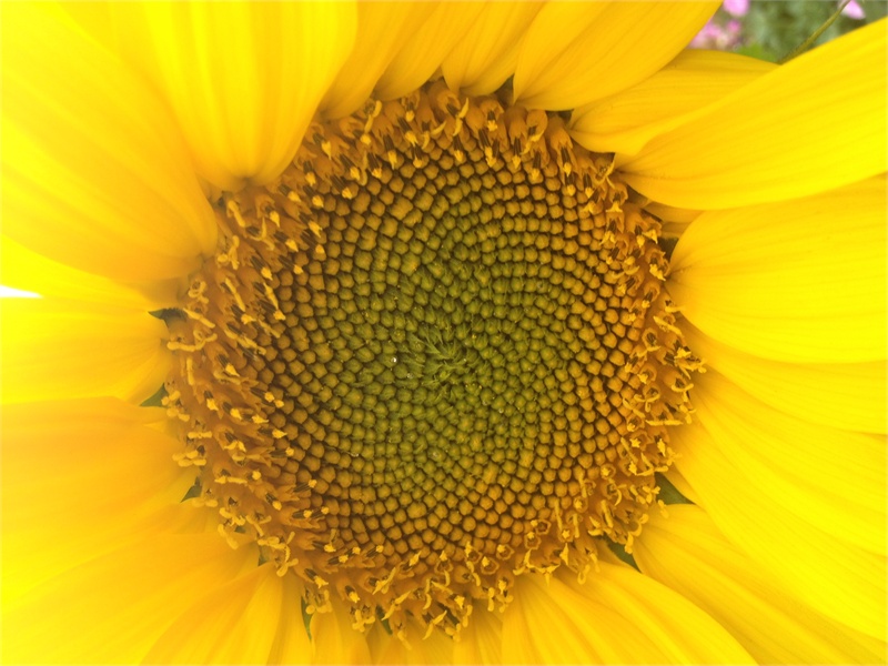 ↑2013-03-13 厂商:Apple� 型号:iPhone 4S� 光圈:F/2.4 曝光:1/225s ISO:50 焦距:4.28mm